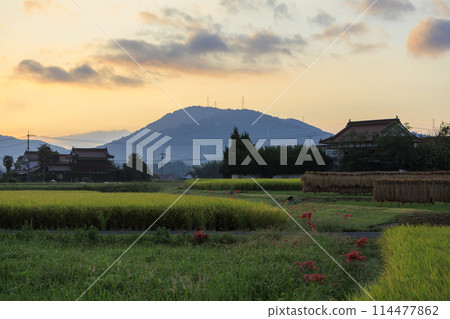 秋天日出的鄉村、成熟的稻田、孤挺花和稻架 114477862