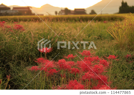 Harvest autumn: red spider lilies blooming on the ridges of drooping rice paddies 114477865