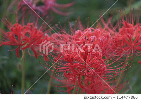 Red spider lily blooming in the autumn field 114477866