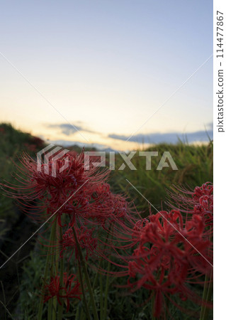 Autumn sunrise in rural area: ripe rice fields and red spider lilies 114477867