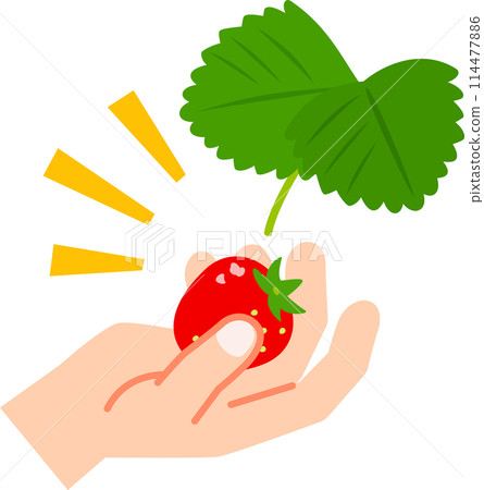 Strawberry fruits picked by hand 114477886