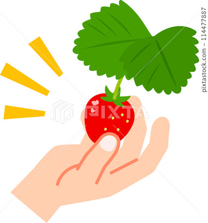 Hands picking strawberries 114477887