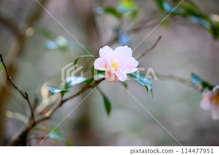 Konohana Sukiya 114477951