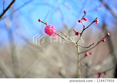Plum blossoms have bloomed. Plum blossoms have bloomed. 114477958