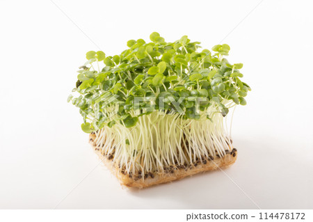 Aojiso sprout 114478172