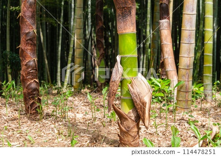 Bamboo forest bark Bamboo forest bark 114478251