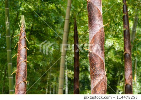 竹樹叢在陽光下離開 竹樹叢在陽光下離開 114478253