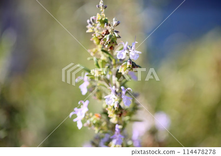 迷迭香花 114478278