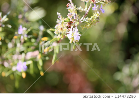 迷迭香花 迷迭香花 114478280