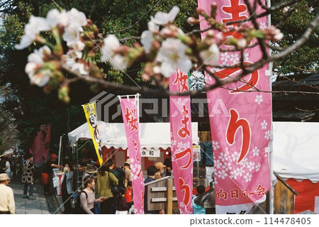 舉辦櫻花節 舉辦櫻花節 114478405