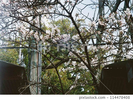 Cherry blossoms in residential area 114478408