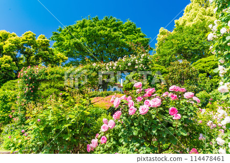 （神奈川縣）美麗的玫瑰盛開 - Port View Hill Park 114478461