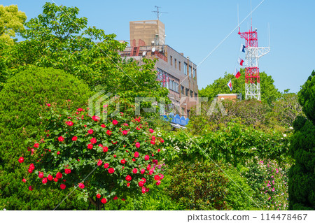 (Kanagawa Prefecture) Beautiful roses in full bloom at Minato Mirai Park (Kanagawa Prefecture) Beautiful roses in full bloom at Minato Mirai Park 114478467