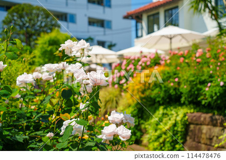 (Kanagawa Prefecture) Beautiful roses in full bloom at Minato Mirai Park (Kanagawa Prefecture) Beautiful roses in full bloom at Minato Mirai Park 114478476