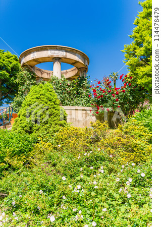 (Kanagawa Prefecture) Beautiful roses in full bloom at Minato Mirai Park 114478479