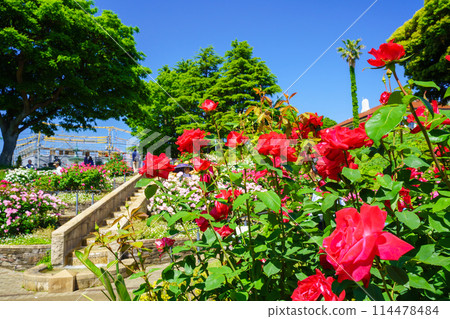 (Kanagawa Prefecture) Beautiful roses in full bloom at Minato Mirai Park 114478484