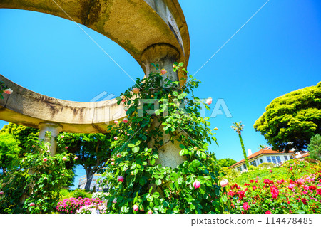 (Kanagawa Prefecture) Beautiful roses in full bloom at Minato Mirai Park 114478485