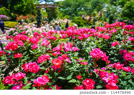 (Kanagawa Prefecture) Beautiful roses in full bloom at Minato Mirai Park 114478490