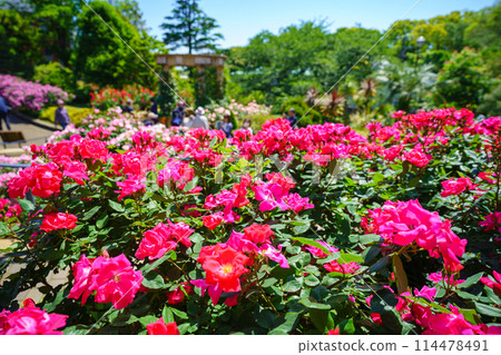 (Kanagawa Prefecture) Beautiful roses in full bloom at Minato Mirai Park 114478491