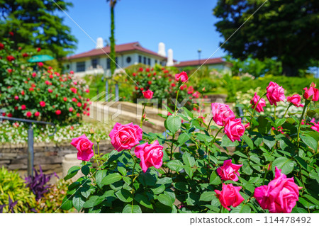 (Kanagawa Prefecture) Beautiful roses in full bloom at Minato Mirai Park 114478492