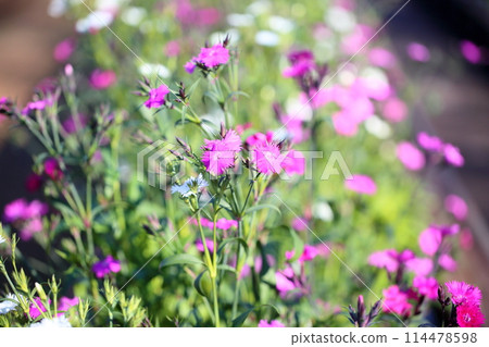Dia花 Dia花 114478598