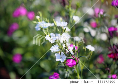 Dianeous flowers 114478599