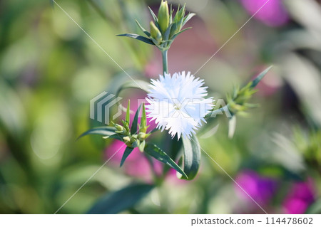 Dianeous flowers 114478602