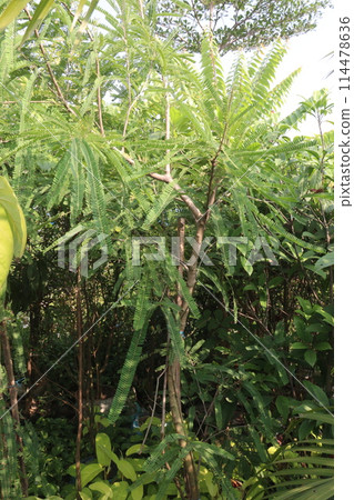 Amla gooseberry on tree in farm Amla gooseberry on tree in farm 114478636