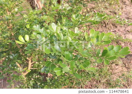 Wood Apple plant on farm for sell are cash crops 114478641