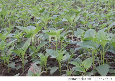 Sesame plant on farm for oil Sesame plant on farm for oil 114478683