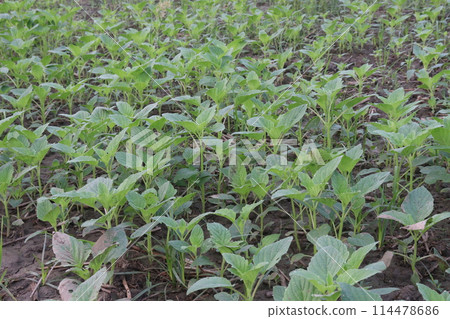 Sesame plant on farm for oil Sesame plant on farm for oil 114478686
