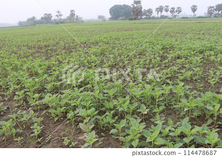 Sesame plant on farm for oil 114478687