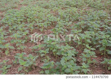 Sesame plant on farm for oil 114478700