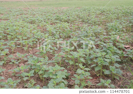 Sesame plant on farm for oil Sesame plant on farm for oil 114478701