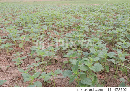 Sesame plant on farm for oil 114478702