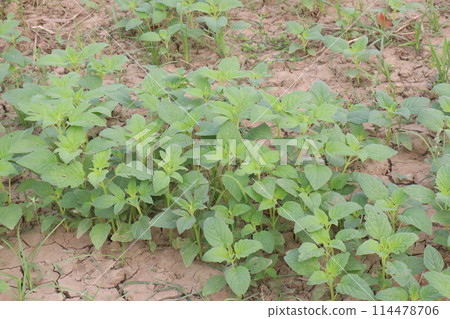 Sesame plant on farm for oil Sesame plant on farm for oil 114478706