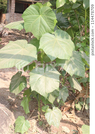 Ricinus plant on farm for sell 114478709