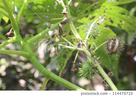 Ricinus plant on farm for sell 114478710