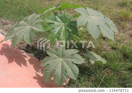 Ricinus plant on farm for sell 114478711