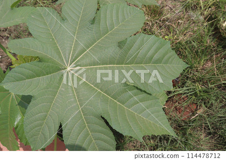 Ricinus plant on farm for sell 114478712