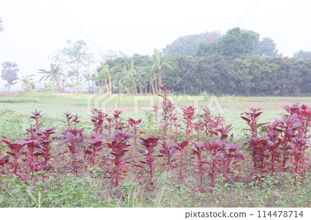 Red amaranth spinach plant on farm 114478714