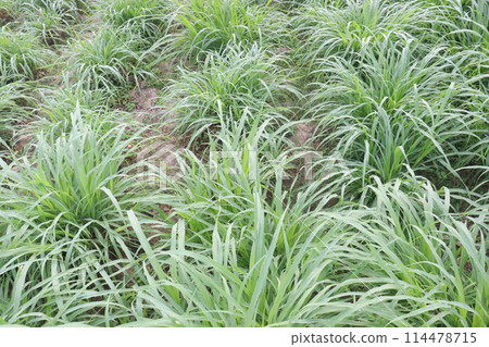 Reed canary grass on farm Reed canary grass on farm 114478715