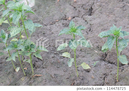 Peppers plant on farm for sell are cash crops Peppers plant on farm for sell are cash crops 114478725