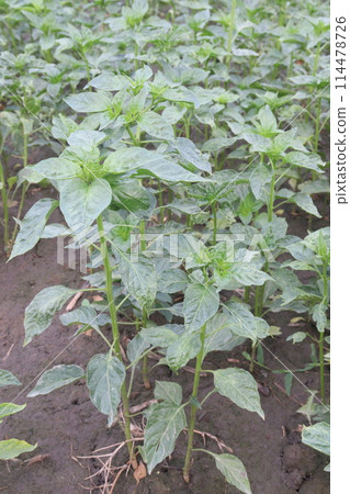 Peppers plant on farm for sell are cash crops Peppers plant on farm for sell are cash crops 114478726