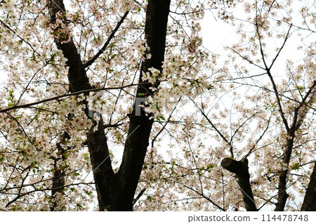Cherry blossoms blooming gently on an old tree on a spring day Cherry blossoms blooming gently on an old tree on a spring day 114478748