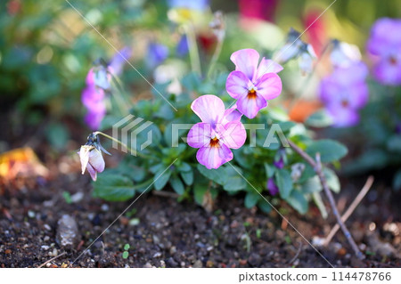 可愛的中提琴花 可愛的中提琴花 114478766