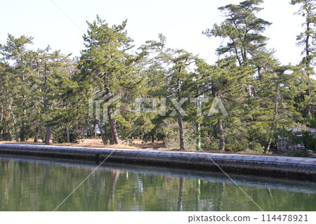 日本三大風景之一的京都天橋立的春天景色 114478921