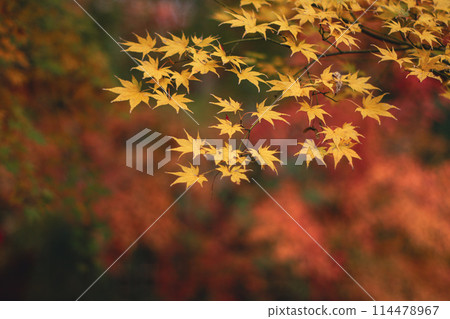 黃色秋葉 114478967