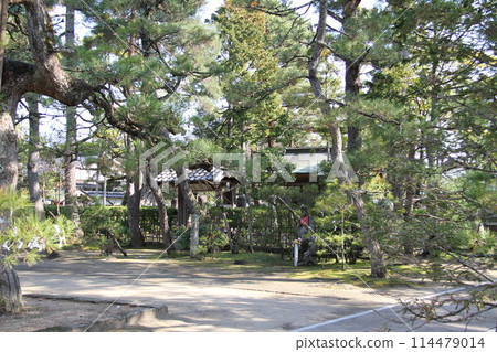 日本三大風景之一的京都天橋立的春天景色 114479014