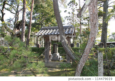 日本三大風景之一的京都天橋立的春天景色 114479019